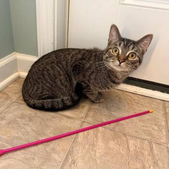 Domestic Short Hair Cats Available for Adoption in Gibsonia, Pennsylvania - Arirang | PetCurious