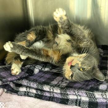 FELICITY -  Domestic Short Hair Cat for Adoption in Hagerstown, Maryland - FELICITY | PetCurious