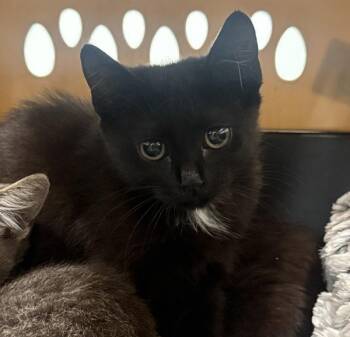 Augie -  Domestic Short Hair Cat for Adoption - Augie | PetCurious