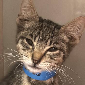 Axel -  Domestic Short Hair Cat for Adoption in Yuma, Arizona - Axel | PetCurious