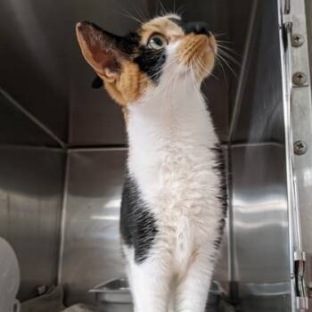 Rescue Domestic Short Hair Cats for Adoption in Wheaton, Illinois - Cali | PetCurious