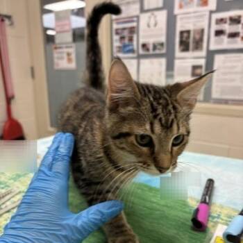 Tommy -  Domestic Short Hair Cat for Adoption in Murray, Utah - Tommy | PetCurious