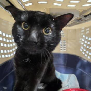Domestic Short Hair Cats Available for Adoption in Newark, New Jersey - Teknika | PetCurious