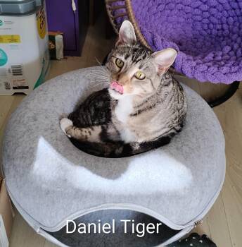 Domestic Short Hair Cats Available for Adoption - Daniel Tiger | PetCurious