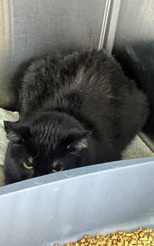 Smith -  Domestic Short Hair Cat for Adoption in Cottonwood, Arizona - Smith | PetCurious
