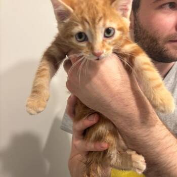 Stu -  Domestic Short Hair Cat for Adoption in Inwood, West Virginia - Stu | PetCurious