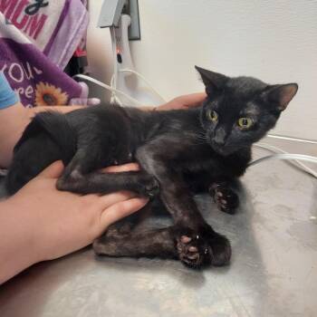 Binx -  Domestic Short Hair Cat for Adoption in Ashtabula, Ohio - Binx | PetCurious