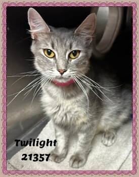 TWILIGHT see also MARBLE -  Domestic Short Hair and Tabby Cat for Adoption in Marietta, Georgia - TWILIGHT See Also MARBLE | PetCurious