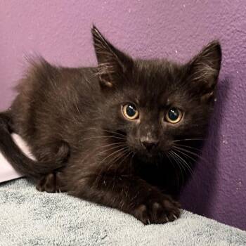 Domestic Medium Hair and British Shorthair Cats Available for Adoption - Zachariah | PetCurious