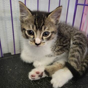 Rescue Domestic Short Hair Cats for Adoption in Priest River, Idaho - Sid | PetCurious