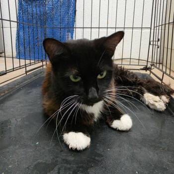 Noemi -  Domestic Short Hair Cat for Adoption in Edinburg, Texas - Noemi | PetCurious