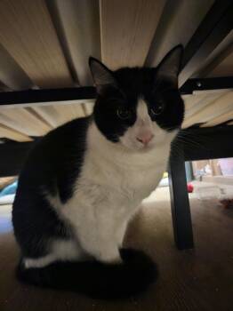 Domestic Short Hair Cats Available for Adoption in San Leon, Texas - Tux | PetCurious