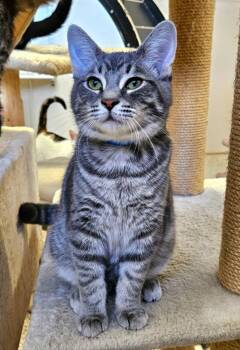Petrie -  Domestic Short Hair Cat for Adoption in Fremont, Ohio - Petrie | PetCurious