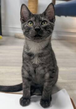 Sullivan -  Domestic Short Hair Cat for Adoption in Palm Harbor, Florida - Sullivan | PetCurious