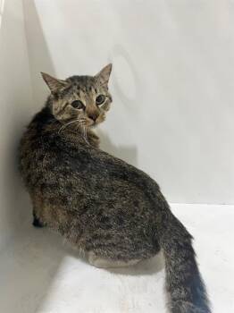 Domestic Short Hair Cats Available for Adoption in Winter Haven, Florida - ZIM | PetCurious