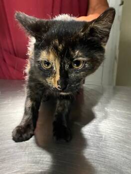 Butter Pecan -  Domestic Short Hair Cat for Adoption in Trenton, New Jersey - Butter Pecan | PetCurious