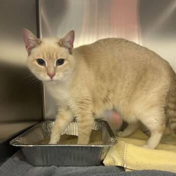 Queso -  Domestic Short Hair Cat for Adoption in Asheville, North Carolina - Queso | PetCurious