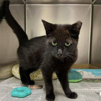Domestic Short Hair Cats Available for Adoption in Candler, North Carolina - Gerard | PetCurious