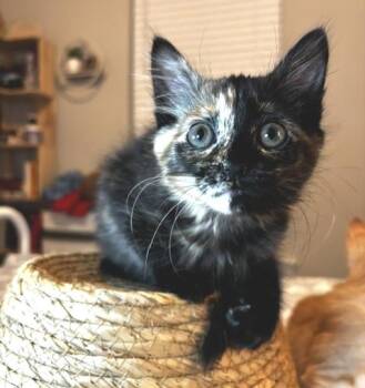 Praline -  Tortoiseshell Cat for Adoption in Lafayette, Louisiana - Praline | PetCurious