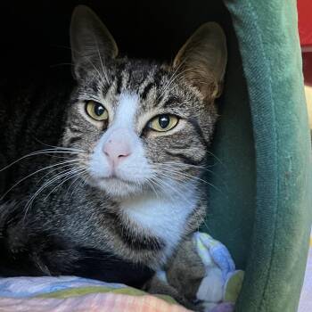 Domestic Short Hair Cats Available for Adoption - Felix | PetCurious