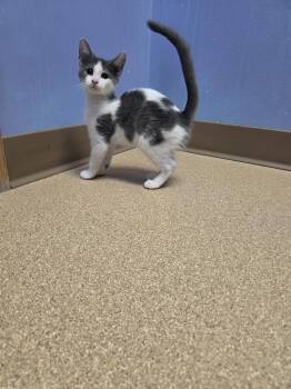 Meeko -  Domestic Short Hair Cat for Adoption in Brookings, South Dakota - Meeko | PetCurious