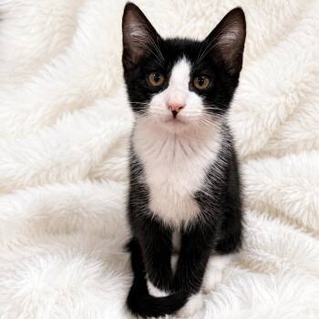 Whittier Cutie -  Domestic Short Hair Cat for Adoption in Glendora, California - Whittier Cutie | PetCurious