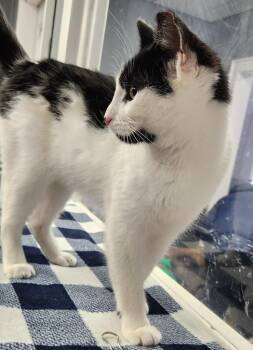 Domestic Short Hair Cats Available for Adoption in Warren, Michigan - Inigo Montoya | PetCurious