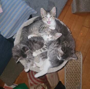 Domestic Short Hair Cats Available for Adoption in North Babylon, New York - Eleanor | PetCurious
