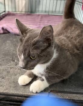 Domestic Short Hair Cats Available for Adoption in Warren, Ohio - Fifi | PetCurious