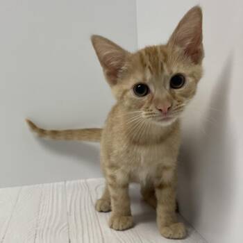 Johnny -  Domestic Short Hair Cat for Adoption in Dayton, Ohio - Johnny | PetCurious