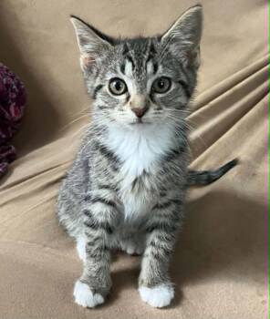 Remy -  Domestic Short Hair Cat for Adoption in Candler, North Carolina - Remy | PetCurious