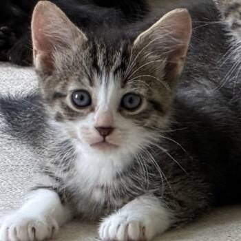 Lorne -  Domestic Short Hair Cat for Adoption in Evansville, Indiana - Lorne | PetCurious