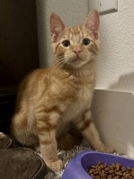 Rescue Domestic Short Hair and Tabby Cats for Adoption in Dallas, Texas - Max | PetCurious