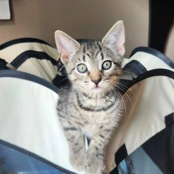 BRUSSELS -  Tabby Cat for Adoption - BRUSSELS | PetCurious