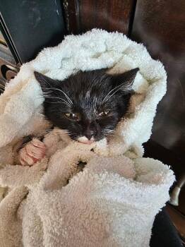 Domestic Short Hair Cats Available for Adoption - Flower Bouquet | PetCurious