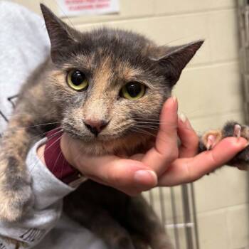 Biscuit -  Domestic Short Hair Cat for Adoption in New York, New York - Biscuit | PetCurious