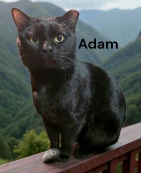 Domestic Short Hair Cats Available for Adoption - Adam | PetCurious