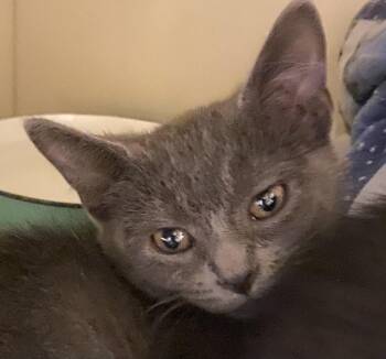 Oink (CH wobbly cat syndrome) -  Domestic Medium Hair Cat for Adoption in Port Washington, Wisconsin - Oink (CH Wobbly Cat Syndrome) | PetCurious