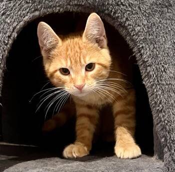 Sprite -  Tabby and Domestic Short Hair Cat for Adoption in Vaughan, Ontario - Sprite | PetCurious