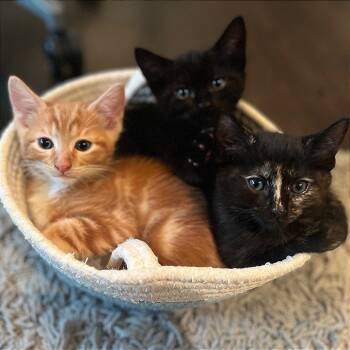 Domestic Short Hair Cats Available for Adoption in Pleasant Hill, California - Odie | PetCurious