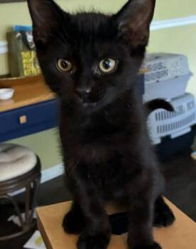 Avery -  Domestic Short Hair Cat for Adoption in Kenosha, Wisconsin - Avery | PetCurious