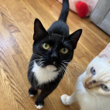 Tickles -  Domestic Short Hair Cat for Adoption in Richmond, Virginia - Tickles | PetCurious