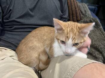 Cash -  Domestic Short Hair Cat for Adoption in Louisville, Kentucky - Cash | PetCurious