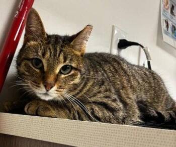 Jackie O -  Domestic Short Hair and Tabby Cat for Adoption in Greenfield, Indiana - Jackie O | PetCurious