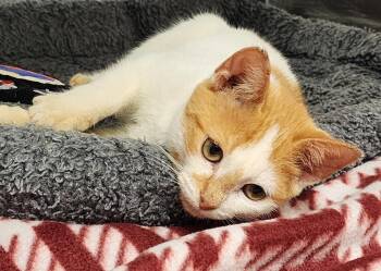 Pumpkin -  Domestic Short Hair Cat for Adoption in Hilton Head Island, South Carolina - Pumpkin | PetCurious