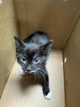 CRISSY -  Domestic Short Hair Cat Available for Adoption in Stockton, California - CRISSY | PetCurious
