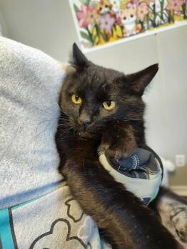 Domestic Short Hair Cats Available for Adoption - Snowdrop | PetCurious