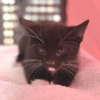 Arachnid -  Domestic Short Hair Cat for Adoption in Bullhead City, Arizona - Arachnid | PetCurious