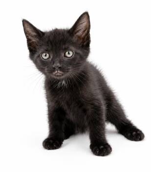 Pineapple is our petite licorice princess -  Bombay Cat for Adoption in Bedford Hills, New York - Pineapple Is Our Petite Licorice Princess | PetCurious