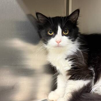 Domestic Medium Hair Cats Available for Adoption - Dumpling | PetCurious